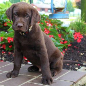 Victory, Labrador Retriever-Chocolate Puppy