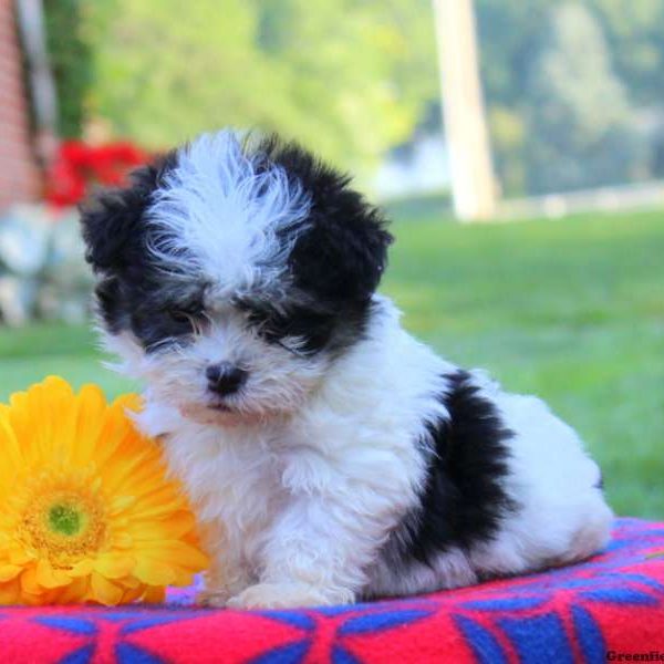 Vince, Havanese Puppy