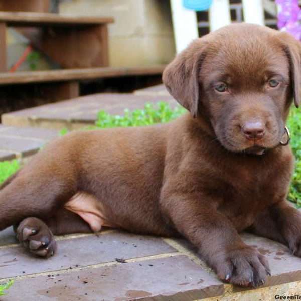 Vince, Labrador Retriever-Chocolate Puppy