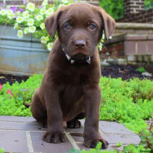 Vince, Labrador Retriever-Chocolate Puppy