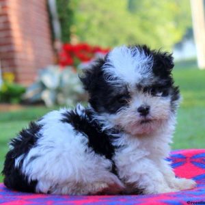 Vince, Havanese Puppy