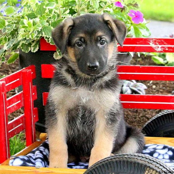 Vincent, German Shepherd Puppy