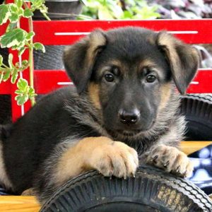 Vincent, German Shepherd Puppy