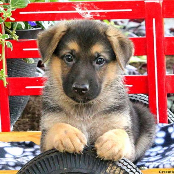 Vinny Dean, German Shepherd Puppy