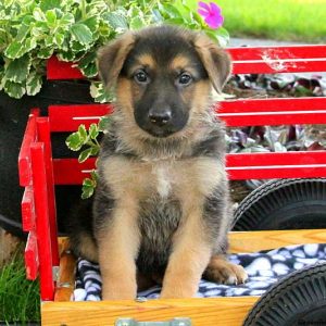 Vinny Dean, German Shepherd Puppy
