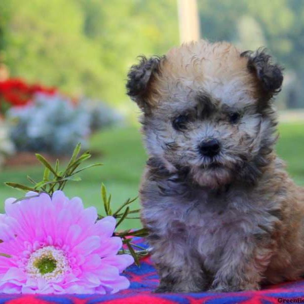 Vinny, Havanese Puppy