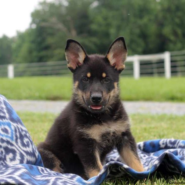 Vinny, German Shepherd Puppy