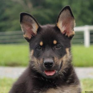 Vinny, German Shepherd Puppy