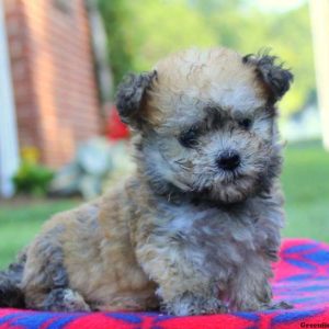 Vinny, Havanese Puppy