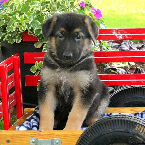 Viola, German Shepherd Puppy