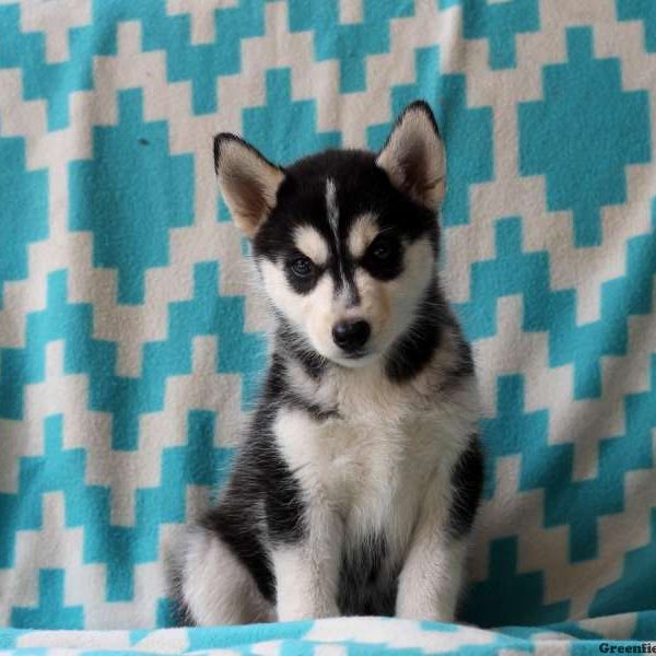 Viola, Siberian Husky Puppy