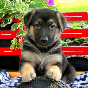 Viola, German Shepherd Puppy