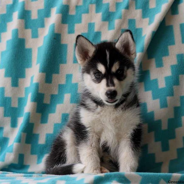 Violet, Siberian Husky Puppy