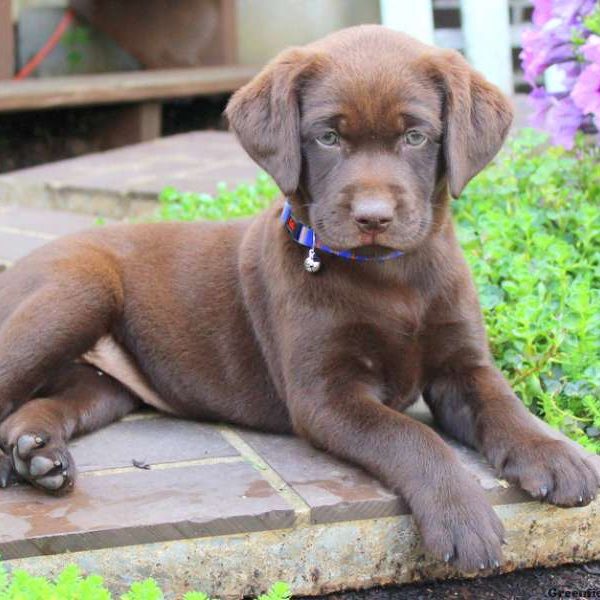 Violet, Labrador Retriever-Chocolate Puppy