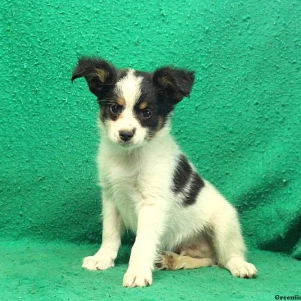 Vitally, Papillon Puppy