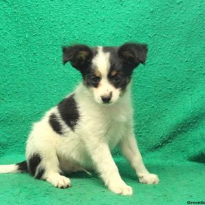 Vitally, Papillon Puppy