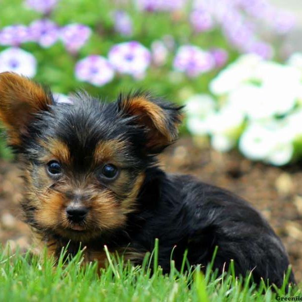 Vivo, Yorkshire Terrier Puppy