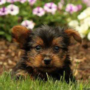 Vivo, Yorkshire Terrier Puppy