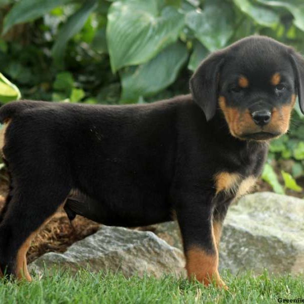 Vlad, Rottweiler Puppy