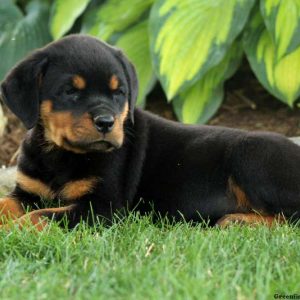 Vlad, Rottweiler Puppy