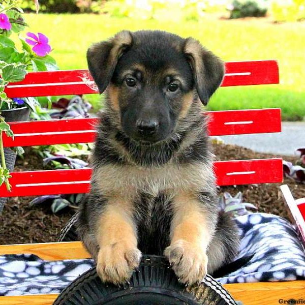 Vogan, German Shepherd Puppy