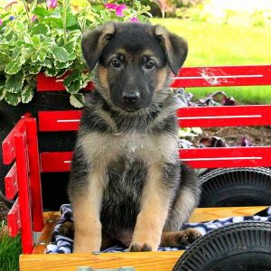 Vogan, German Shepherd Puppy