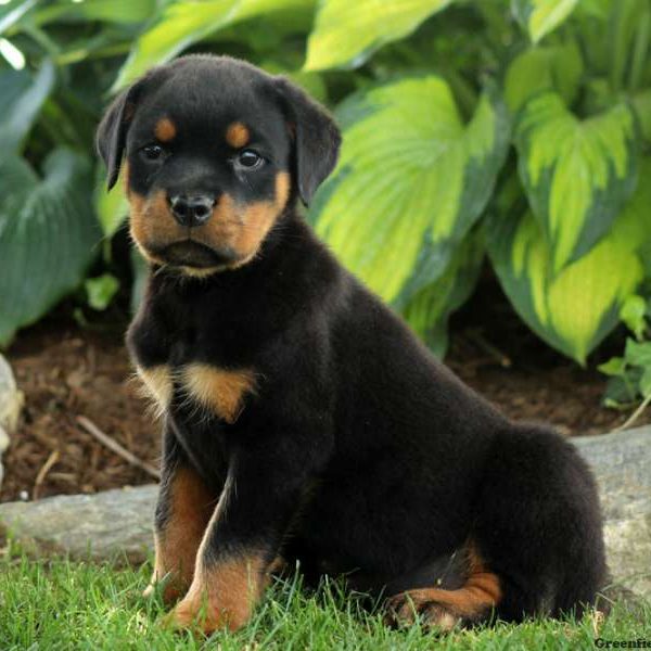 Voss, Rottweiler Puppy