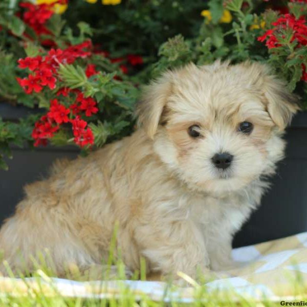 Voss, Morkie / Yorktese Puppy