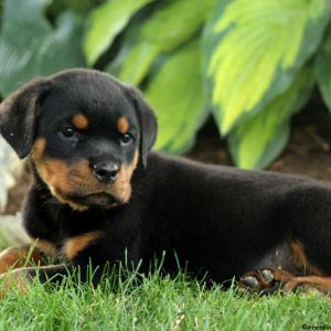 Voss, Rottweiler Puppy