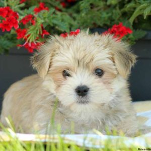 Voss, Morkie / Yorktese Puppy