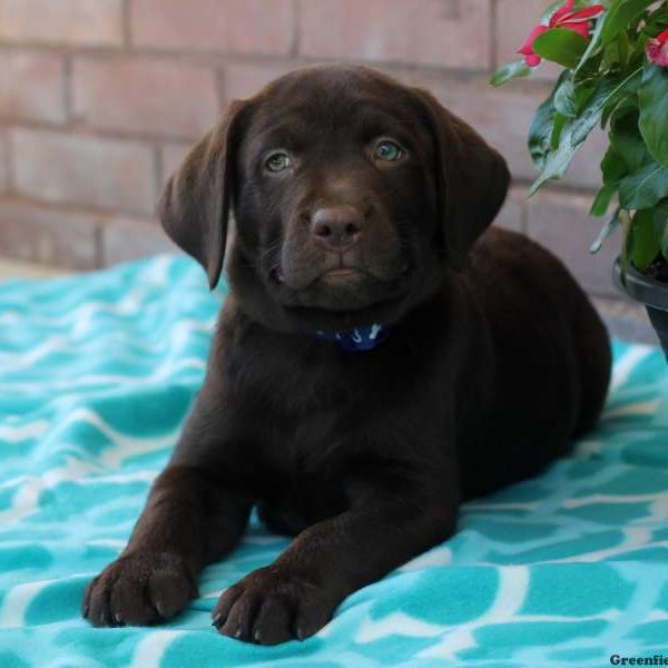 Wade, Labrador Retriever-Chocolate Puppy