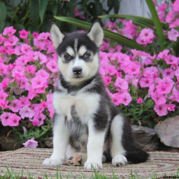 Wade, Pomsky Puppy