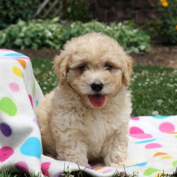 Wade, Goldendoodle-Miniature Puppy