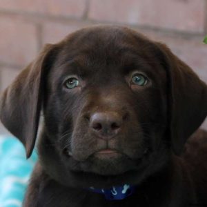 Wade, Labrador Retriever-Chocolate Puppy