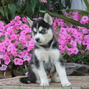 Wade, Pomsky Puppy