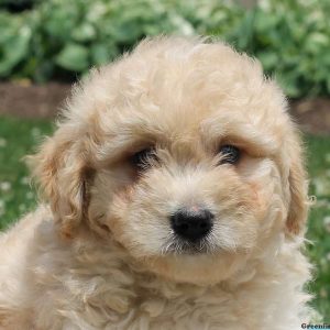 Wade, Goldendoodle-Miniature Puppy