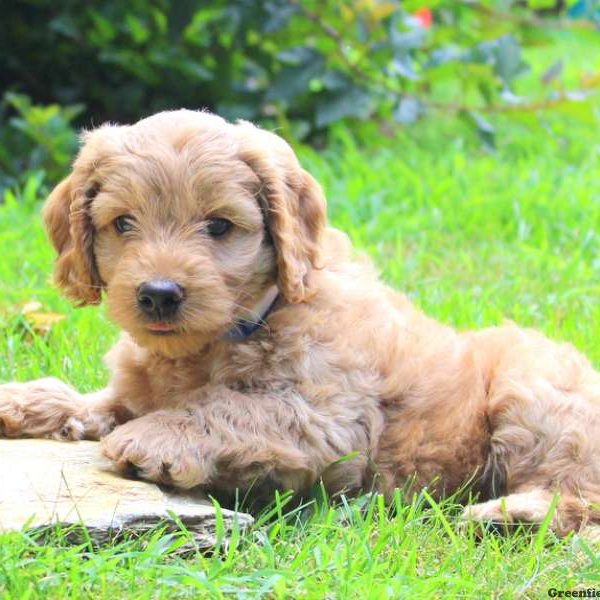 Wallace, Cockapoo Puppy