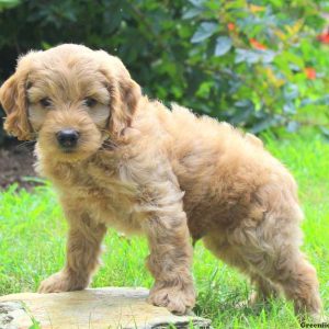 Wallace, Cockapoo Puppy