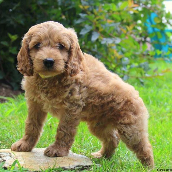 Walter, Cockapoo Puppy