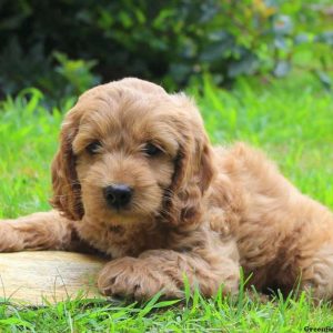 Walter, Cockapoo Puppy