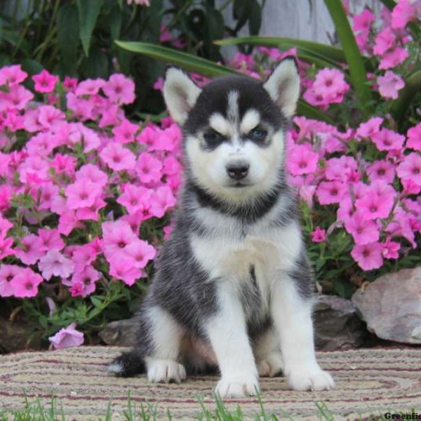 Walto, Pomsky Puppy