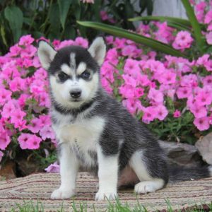 Walto, Pomsky Puppy