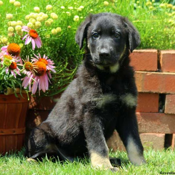 Walton, German Shepherd Puppy