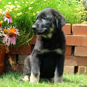 Walton, German Shepherd Puppy