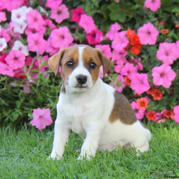 Wanda, Jack Russell Terrier Puppy