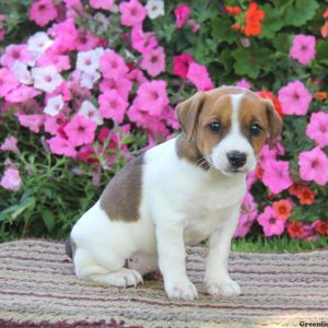 Wanda, Jack Russell Terrier Puppy