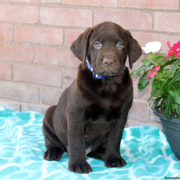 Warren, Labrador Retriever-Chocolate Puppy