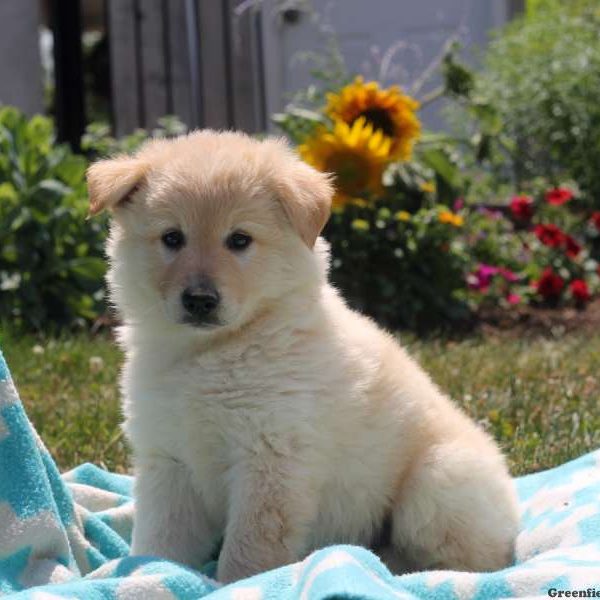 Warren, Labrador Mix Puppy