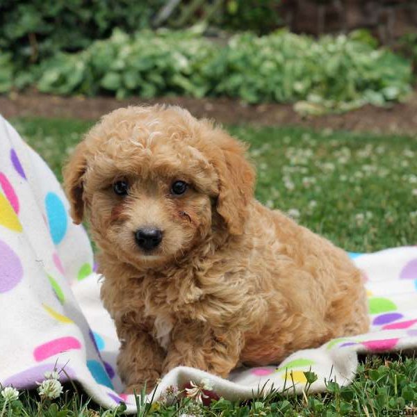 Warren, Goldendoodle-Miniature Puppy