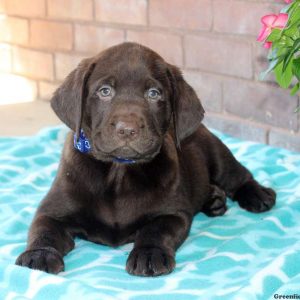 Warren, Labrador Retriever-Chocolate Puppy